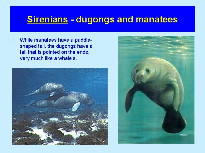 Sirenians - dugongs and manatees • While manatees have a paddleshaped tail. the dugongs