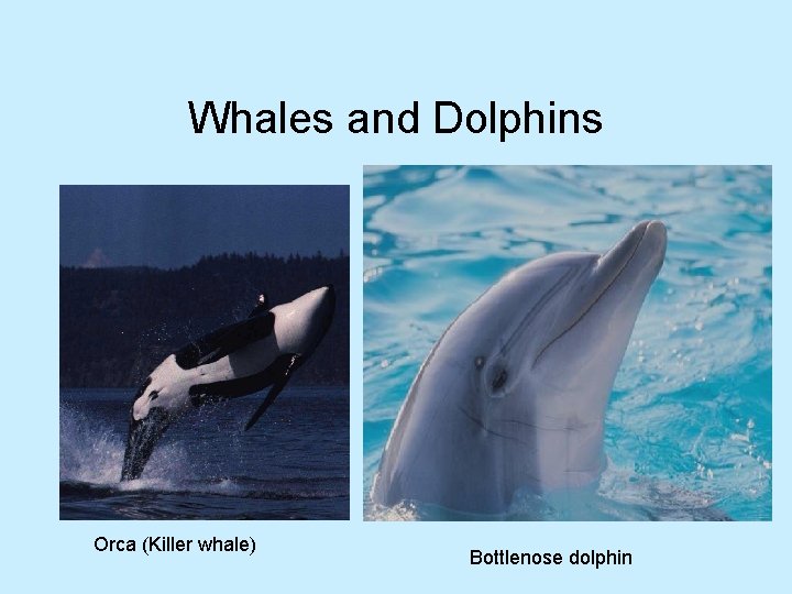 Whales and Dolphins Orca (Killer whale) Bottlenose dolphin 