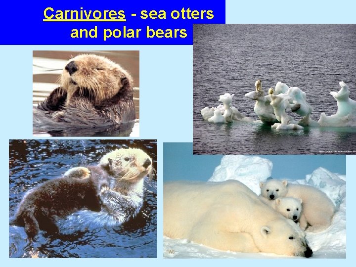 Carnivores - sea otters and polar bears 