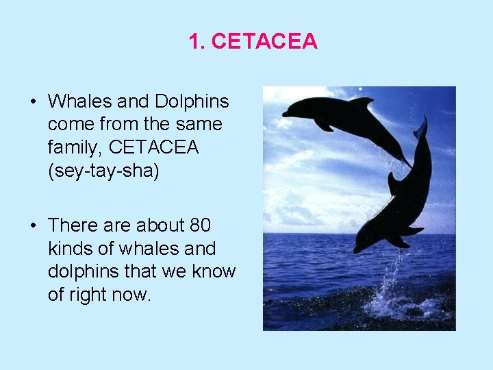 1. CETACEA • Whales and Dolphins come from the same family, CETACEA (sey-tay-sha) •