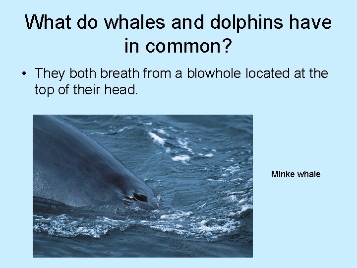 What do whales and dolphins have in common? • They both breath from a