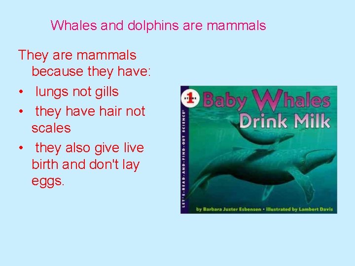 Whales and dolphins are mammals They are mammals because they have: • lungs not