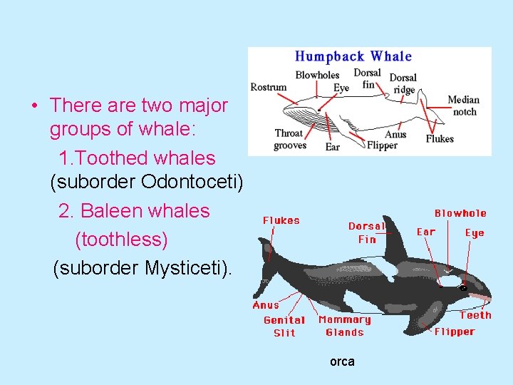  • There are two major groups of whale: 1. Toothed whales (suborder Odontoceti)