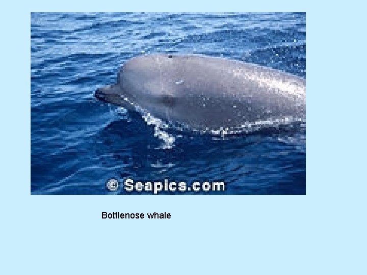 Bottlenose whale 