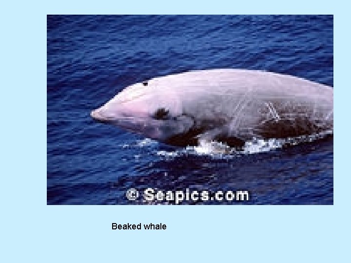 Beaked whale 