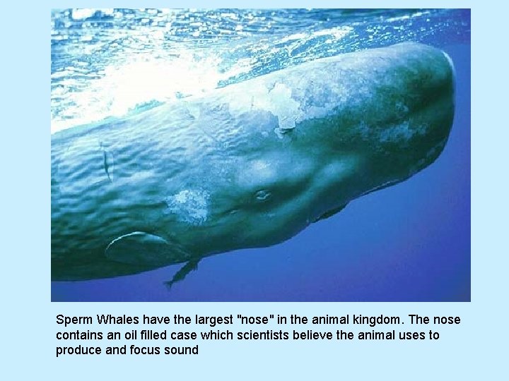 Sperm Whales have the largest "nose" in the animal kingdom. The nose contains an