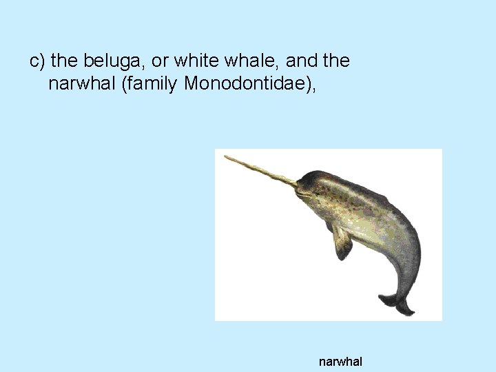 c) the beluga, or white whale, and the narwhal (family Monodontidae), narwhal 