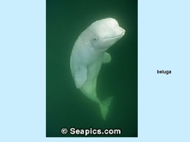 beluga 