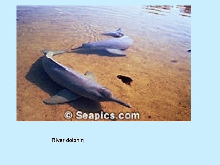 River dolphin 