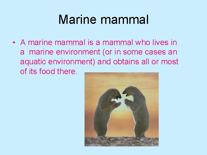 Marine mammal • A marine mammal is a mammal who lives in a marine
