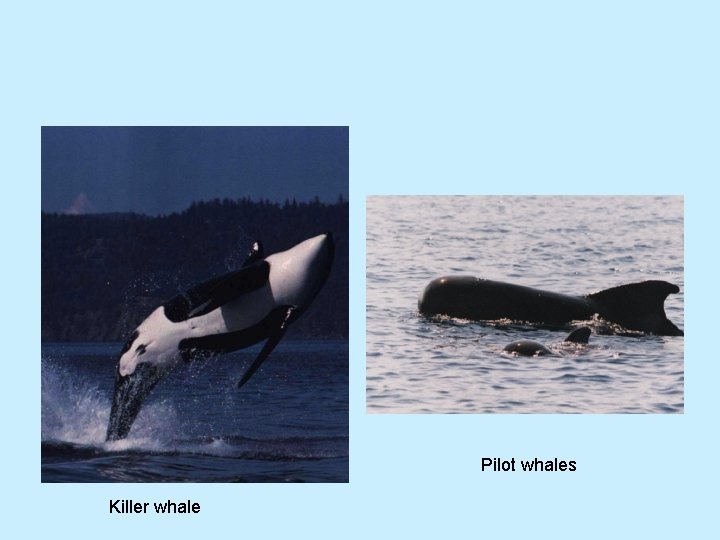 Pilot whales Killer whale 