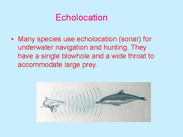 Echolocation • Many species use echolocation (sonar) for underwater navigation and hunting. They have