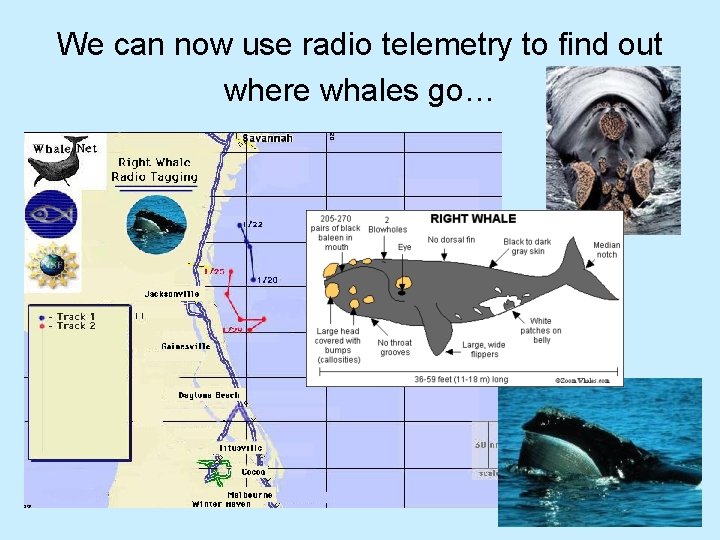 We can now use radio telemetry to find out where whales go… 