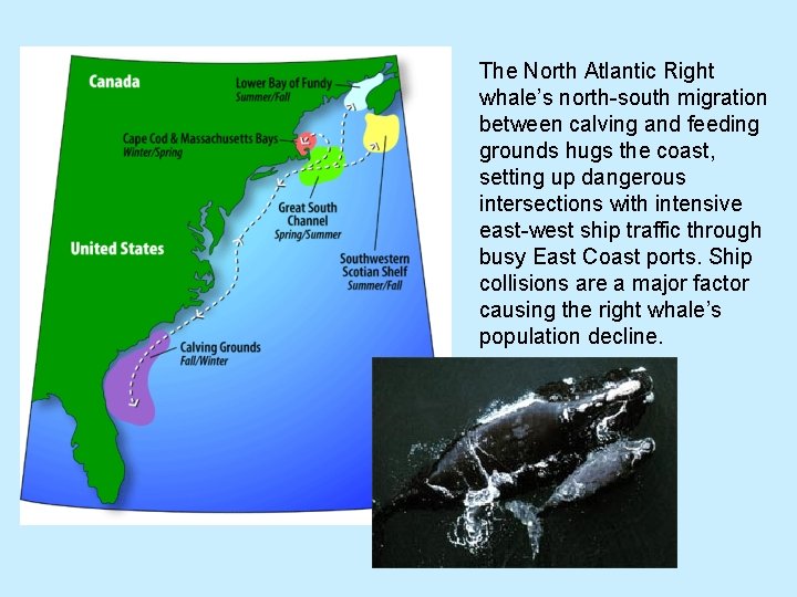 The North Atlantic Right whale’s north-south migration between calving and feeding grounds hugs the