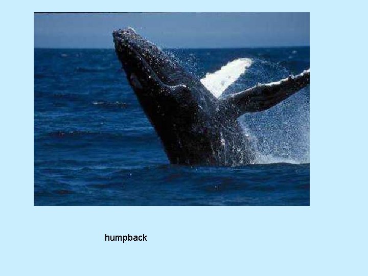 humpback 