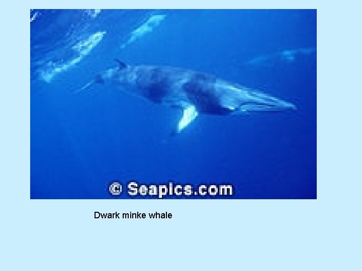 Dwark minke whale 