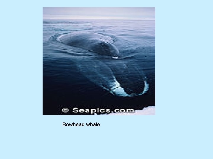 Bowhead whale 