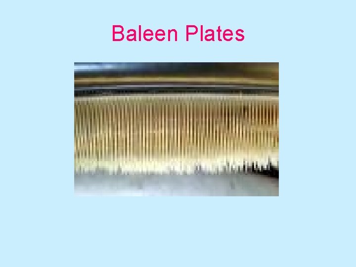 Baleen Plates 