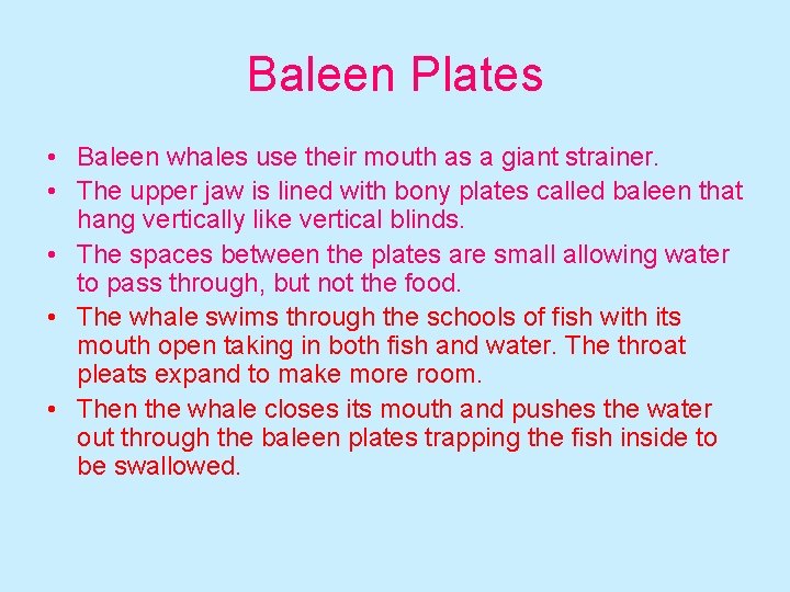 Baleen Plates • Baleen whales use their mouth as a giant strainer. • The