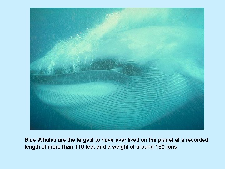 Blue Whales are the largest to have ever lived on the planet at a