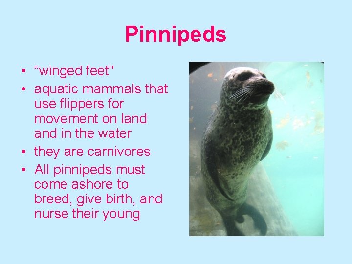 Pinnipeds • “winged feet" • aquatic mammals that use flippers for movement on land