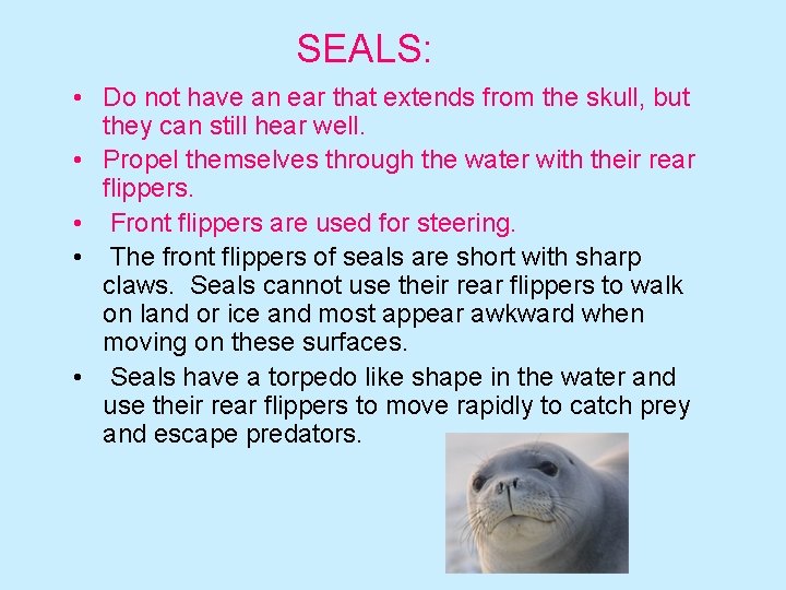 SEALS: • Do not have an ear that extends from the skull, but they