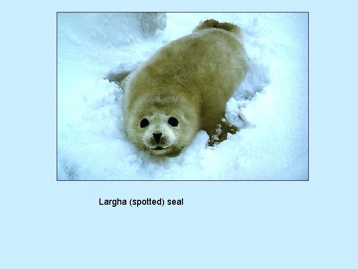 Largha (spotted) seal 