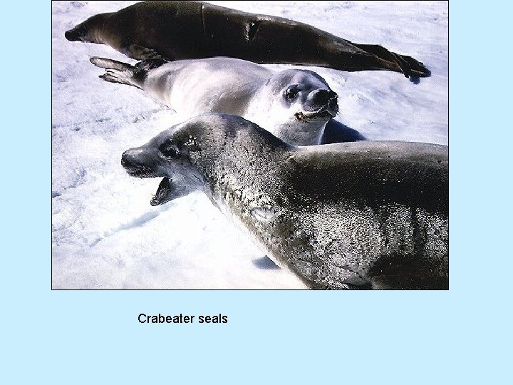 Crabeater seals 