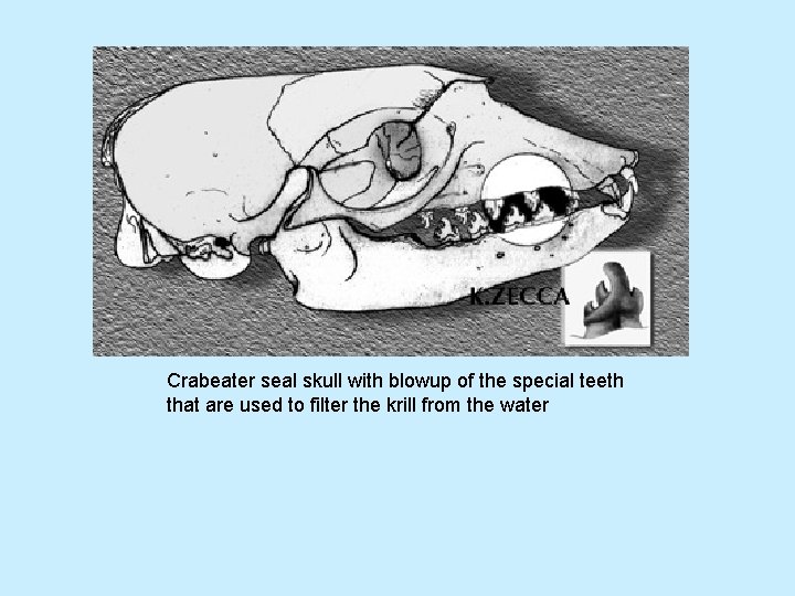 Crabeater seal skull with blowup of the special teeth that are used to filter