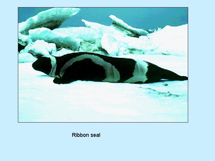 Ribbon seal 