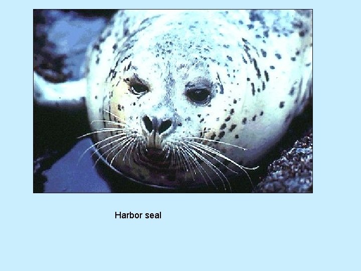 Harbor seal 