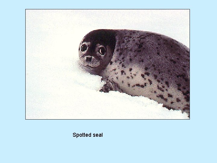 Spotted seal 