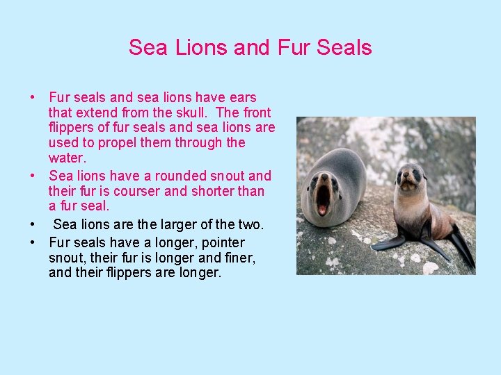 Sea Lions and Fur Seals • Fur seals and sea lions have ears that