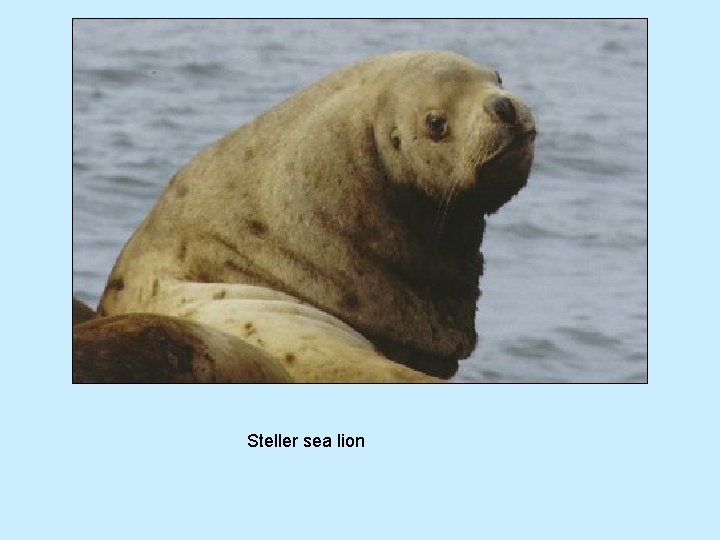 Steller sea lion 