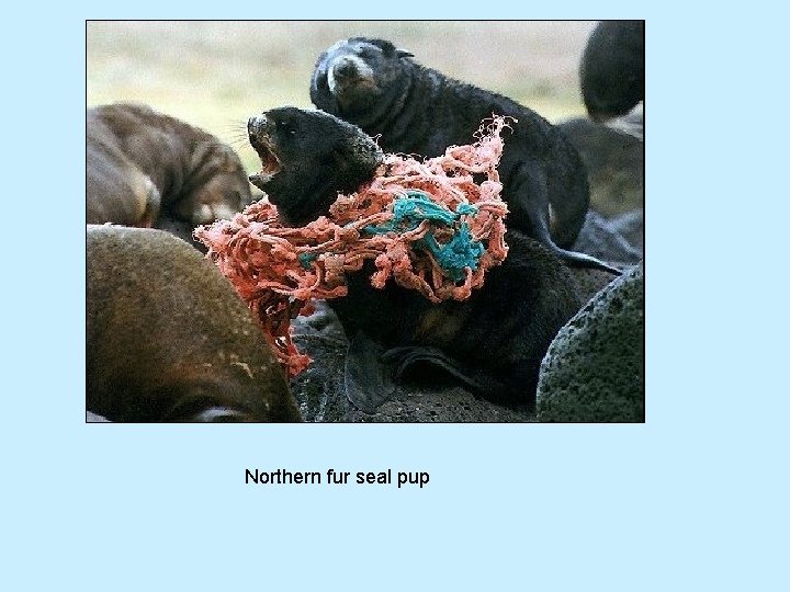 Northern fur seal pup 