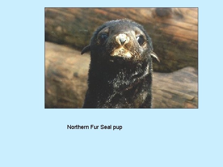 Northern Fur Seal pup 