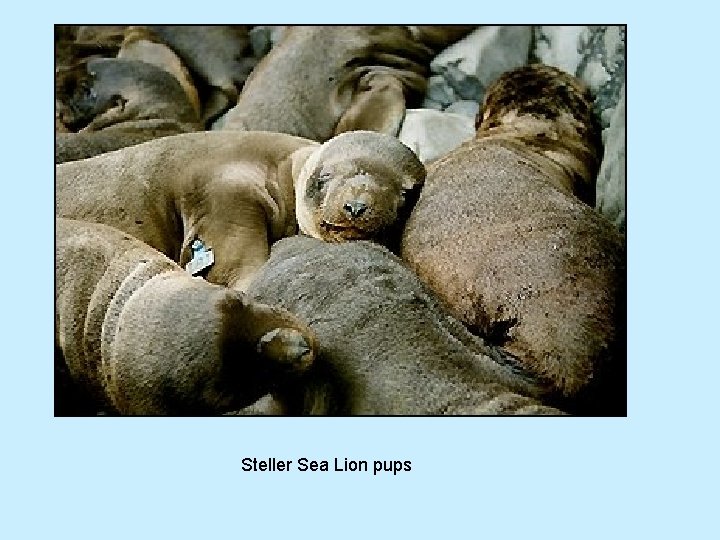 Steller Sea Lion pups 