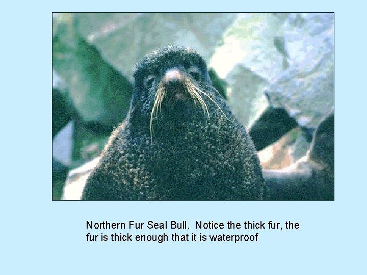Northern Fur Seal Bull. Notice thick fur, the fur is thick enough that it