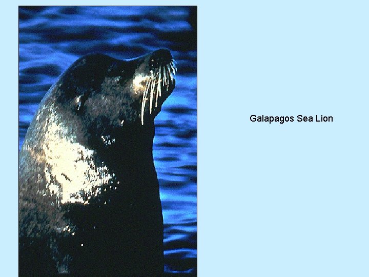 Galapagos Sea Lion 