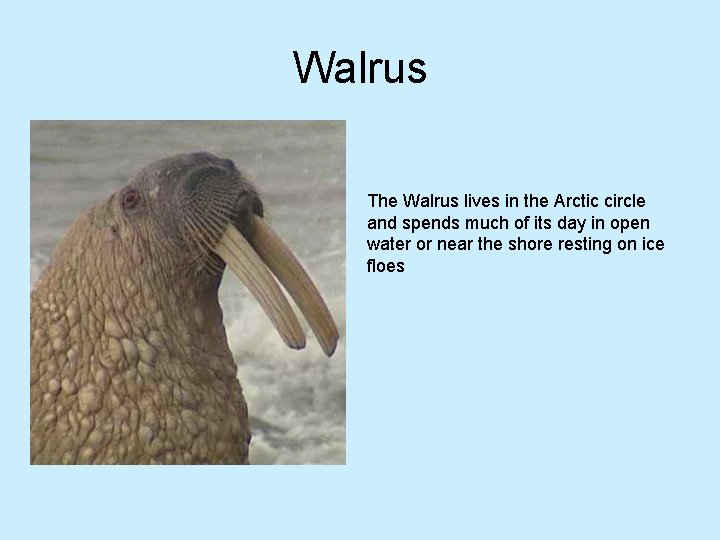 Walrus The Walrus lives in the Arctic circle and spends much of its day