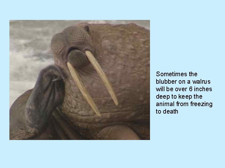 Sometimes the blubber on a walrus will be over 6 inches deep to keep