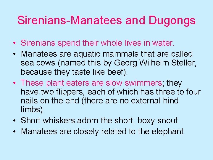 Sirenians-Manatees and Dugongs • Sirenians spend their whole lives in water. • Manatees are