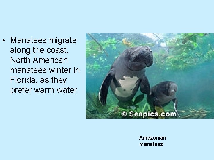  • Manatees migrate along the coast. North American manatees winter in Florida, as