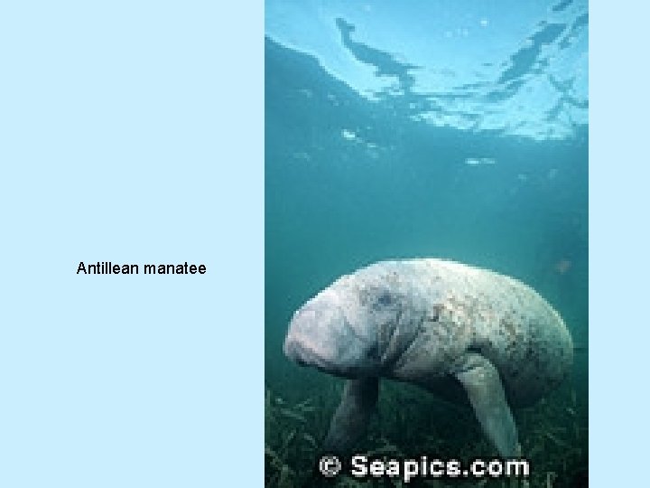 Antillean manatee 