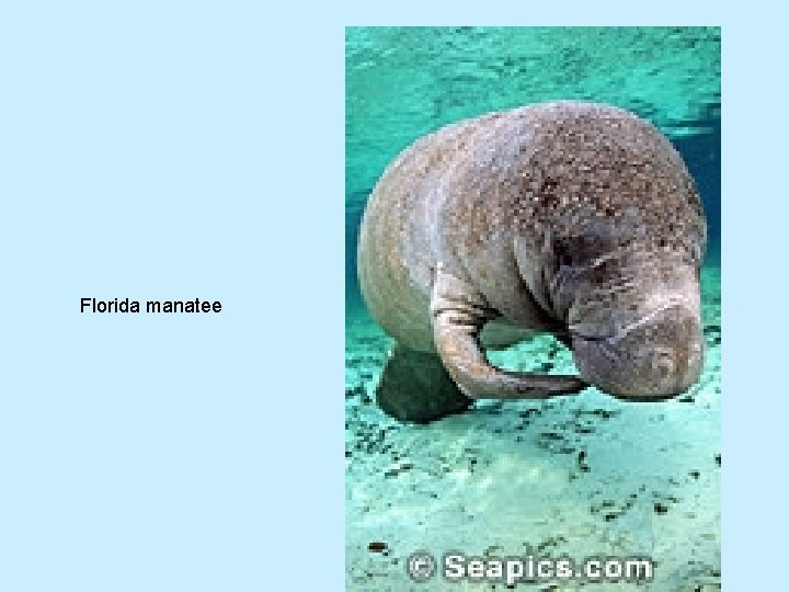 Florida manatee 