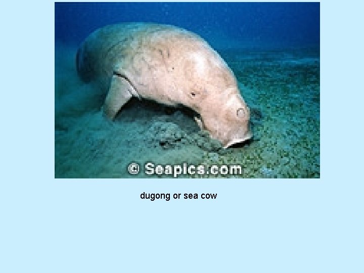 dugong or sea cow 