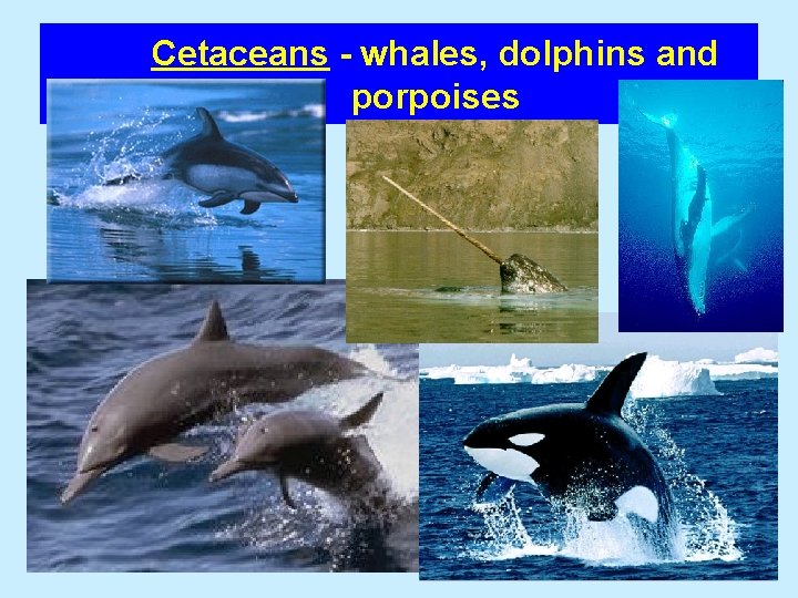 Cetaceans - whales, dolphins and porpoises 