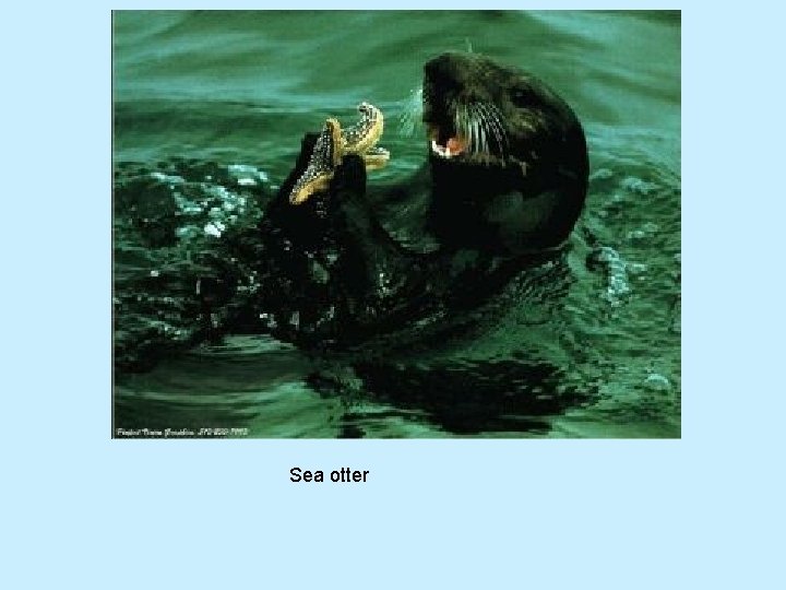 Sea otter 