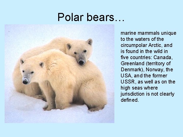 Polar bears… marine mammals unique to the waters of the circumpolar Arctic, and is