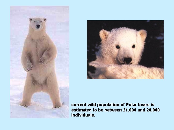 current wild population of Polar bears is estimated to be between 21, 000 and